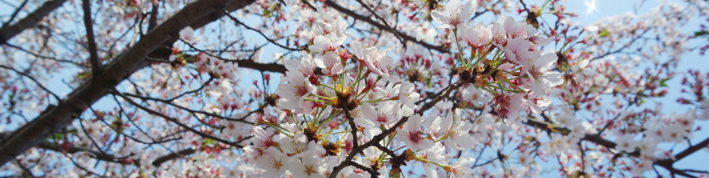 Welcome flowers